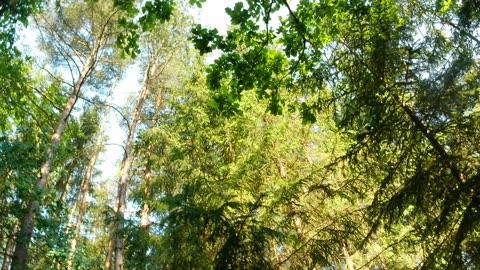 Relaxing alone in the woods