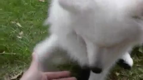 Samoyed says Hi for Rumble!