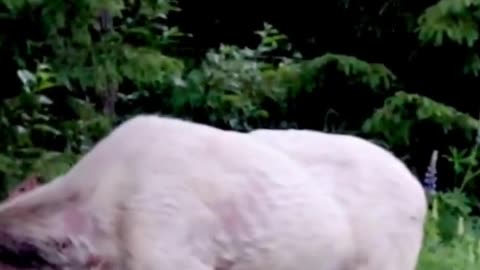 Rarely seen WHITE Moose with two calves in Sweden. Unique footage!