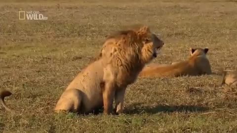 Funny Lion - Funny Lion Laughing