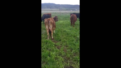 Copeland Family Farms: How to milk for clean raw milk