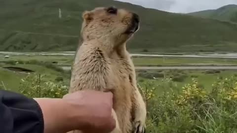 Marmot Funny Compilation