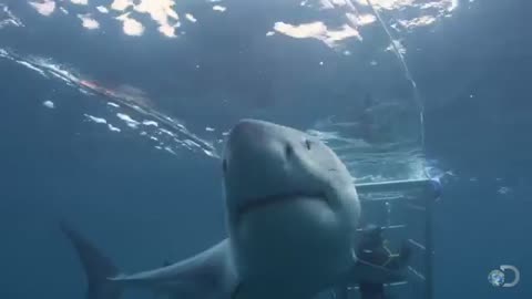 18-foot shark attack cage Great white Serial Killer