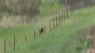 Dog just loves racing the steam train