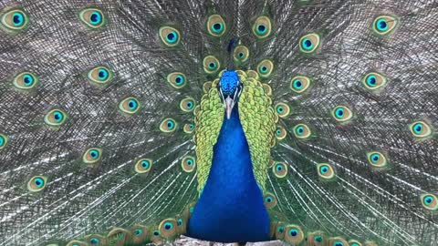 Enchanting Peacock Dance..