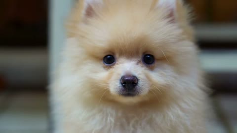 fluffy cute little Pomeranian dog looking confuse outdoor