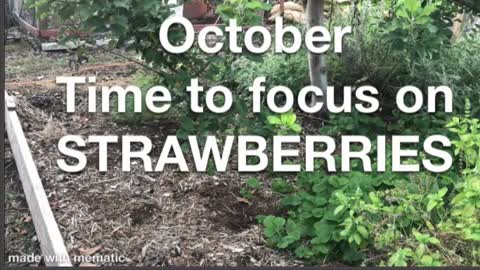 How to grow strawberries in Texas