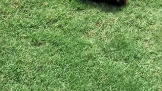Yorkie Puppy Loves Rolling down the Hill