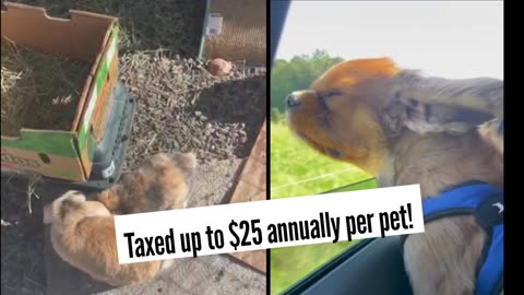 Colorado Pet Tax Bill