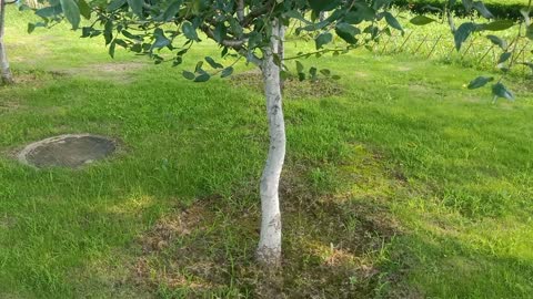 The shape of this tree is strange.