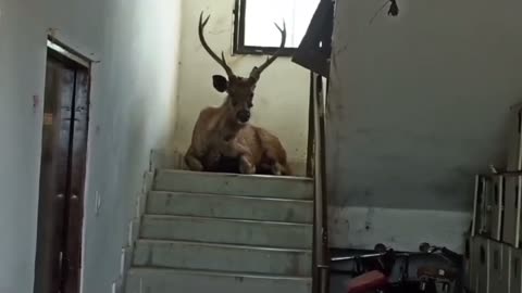 Large sambar deer strays into residential building in India and rests on staircase