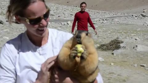 Naughty Marmot love with girl