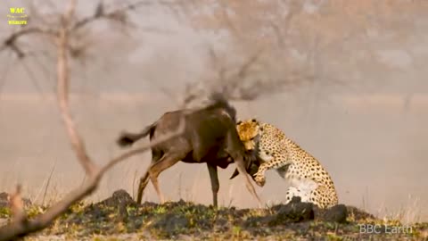 Cheetah and lions 🦁 hunting