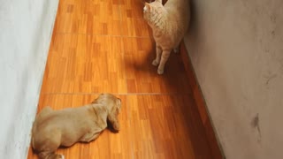 Adorable Puppy chases cat