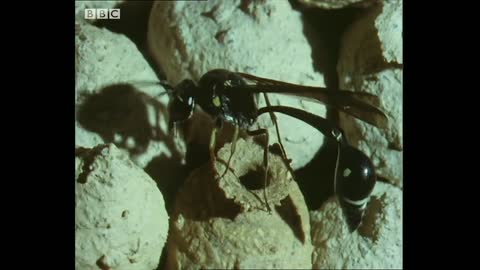 Wasp Builds Unique Nest for Her Young | Trials Of Life | BBC Earth
