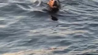 Sleeping Sea Lion Startled by Friendly Touch