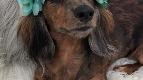 Weiner dog wears green flower crown on bed