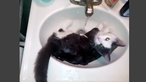 Baby Kitten's First Bath and She Loves Water?