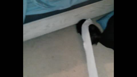 Pug Steals Toilet Paper For His Stash Of Stolen Goods