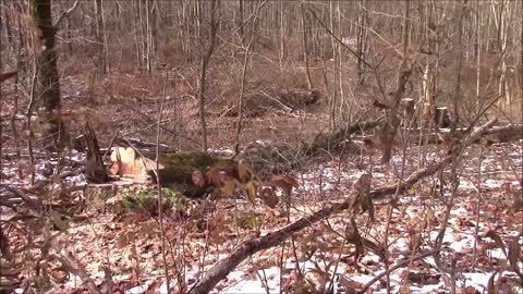 Uniforest H65 & John Deere 2750 Skidding Logs & Firewood