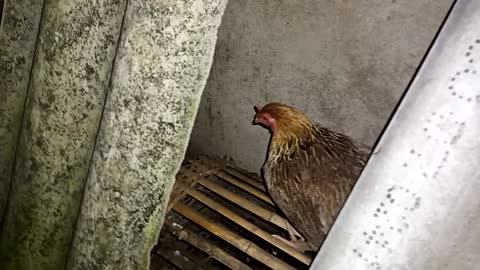 Les 3 poulets de ma maison n'étaient pas dans la grange, ils continuaient à courir