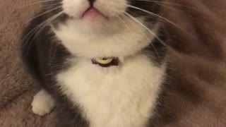 Grey cat with white accents jumps directly at camera