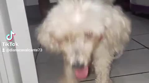Cute dog relearning how to walk