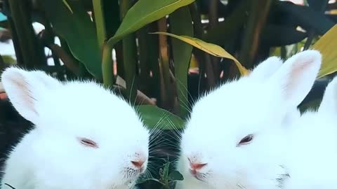 Beautiful Rabbits Eating Grass| Rabbit Video