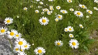 Daisies