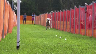 Graceful Saluki glides down the track