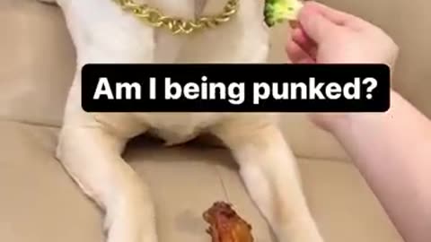 Thats not chicken - doggy