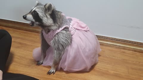 Raccoon wears a pretty pink dress and shows off his talent.