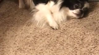 Black dog scratching itself against carpet