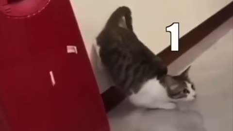 Cat dubbing meme