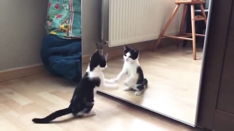 Funny Cat And mirror Video ,What's App Videos|