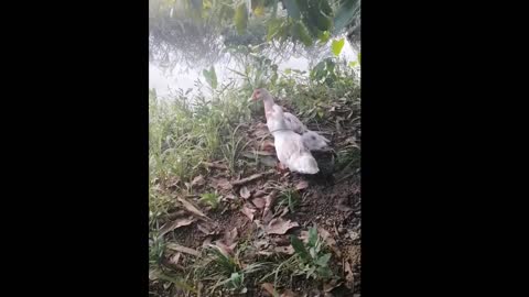 The family duck, swim together.