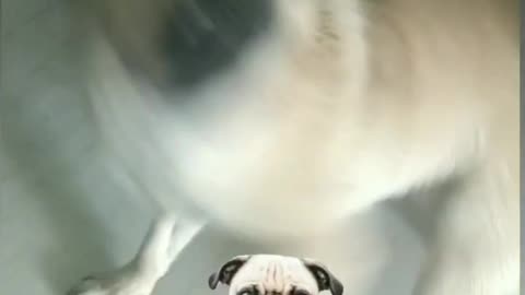 Adorable Pug puppy Dancing