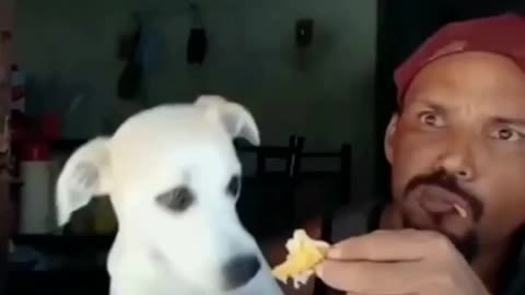 Eating dog training