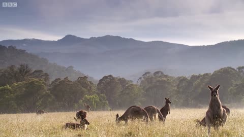 Kangaroo Boxing Fight | Life Story | BBC Earth