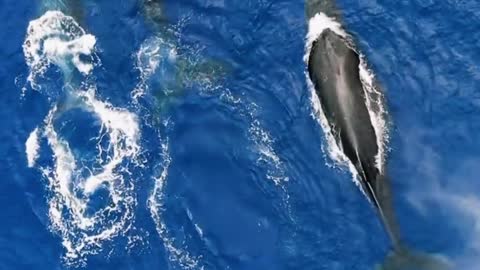 Enjoy watching the whales in the ocean