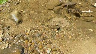 Crawfish digging a hole