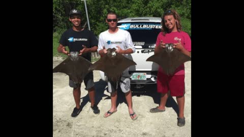 5 Best Landbased Shark Fishing Baits