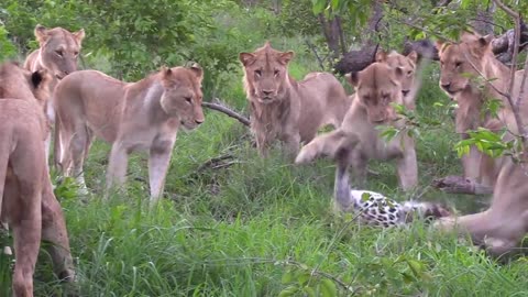 Pride Of Lions Attack Leopard
