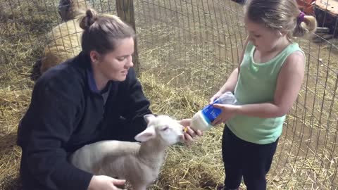 Bottle Feeding a Lamb
