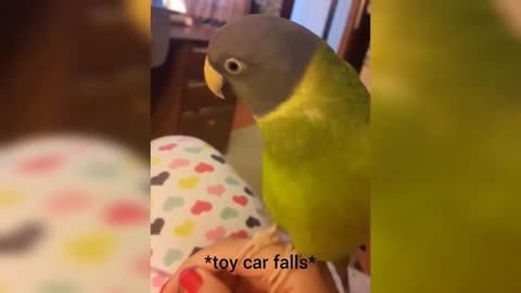 Parrot gets humorously angry after owner ruins his playtime #Shorts