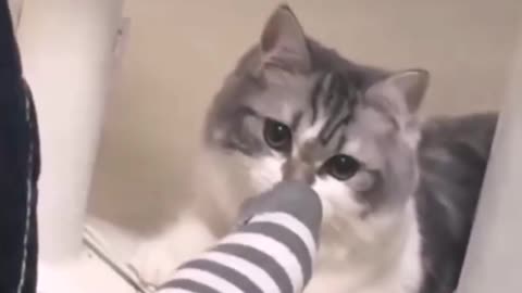 The cat was surprised by the smell of socks...