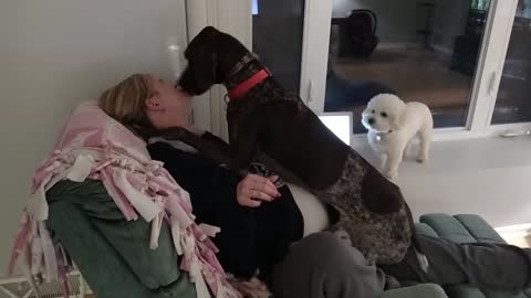 Dog love his mommy - German shortaired pointer kissing ,|| licking and being a lap dog