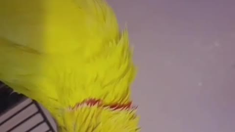 Chatty parrot likes to ask his owner ''What's up"