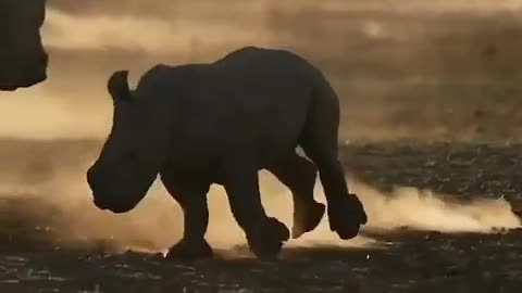 A young rhino playfully stomps through the parched terrain