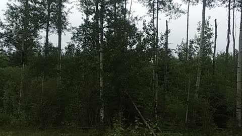 Bear and two cubs